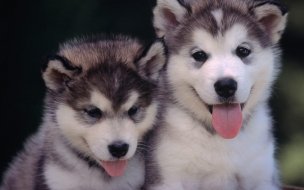 Fondo de pantalla de Fondo de pantalla perros siverianos bebes