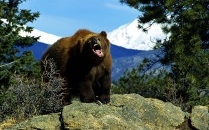 Fondo de pantalla de Angry bear wallpaper