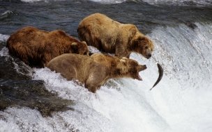 Fondo de pantalla de HD Animals wallpapers Brown Bears Alaska