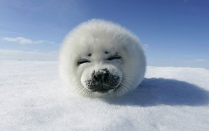 Fondo de pantalla de Fondo de pantalla foca