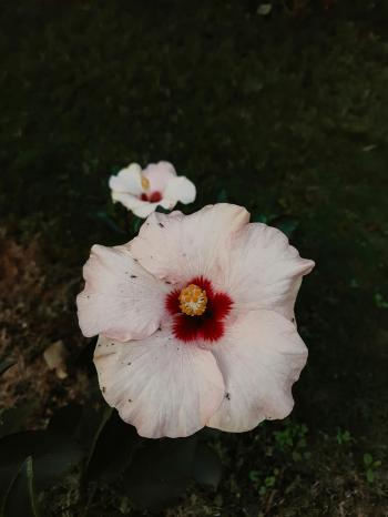 Fondo de pantalla de Fondo de Pantalla de pexels_29695675.jpg