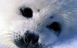 Fondo de pantalla de Fondo de pantalla foca bebe