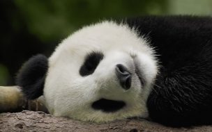 Fondo de pantalla de Fondo de pantalla oso panda cansado