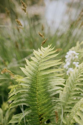 Fondo de pantalla de Fondo de Pantalla de pexels_29173989.jpg