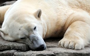 Fondo de pantalla de Fondo de pantalla oso polar acostado