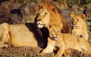 Fondo de pantalla de Fondo de pantalla leon con sus hijos