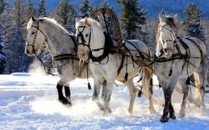 Fondo de pantalla de Hd wallpaper of white horses running