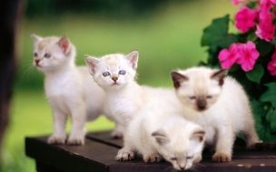 Fondo de pantalla de Fondo de pantala gatitos traviesos