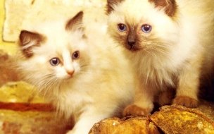 Fondo de pantalla de Fondo de pantalla gatos persa