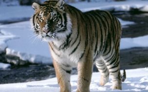 Fondo de pantalla de Fondo de pantalla tigre caminando