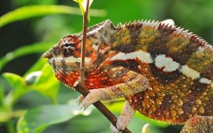 Fondo de pantalla de Fondo de pantalla camaleon