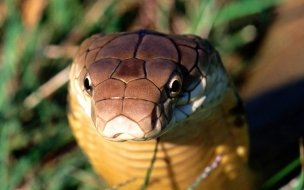 Fondo de pantalla de Fondo de pantalla serpiente cobra