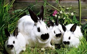 Fondo de pantalla de Fondo de pantalla conejos con boca negra