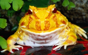 Fondo de pantalla de Fondo de pantalla rana amarilla