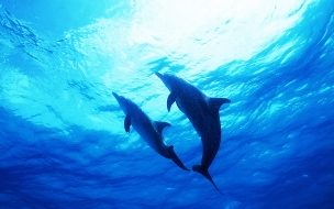Fondo de pantalla de Fondo de pantalla par de delfines