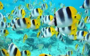 Fondo de pantalla de Fondo de pantalla cardumen de peces coloridos
