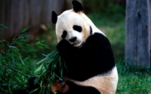 Fondo de pantalla de Fondo de pantalla oso panda comiendo