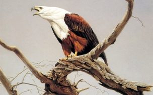 Fondo de pantalla de Fondo de pantalla pajaro bravo