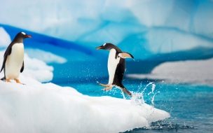 Fondo de pantalla de Fondo de pantalla pinguinos jugando