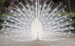 Fondo de pantalla de white peacock wallpapers