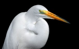 Fondo de pantalla de White stork