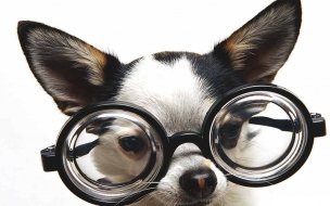 Fondo de pantalla de Fondo de pantalla perro con grandes lentes