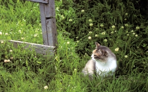 Fondo de pantalla de Gato en jardín verde: Wallpaper natural en 4K alta calidad
