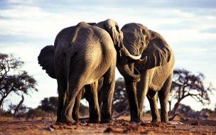 Fondo de pantalla de Fondo de pantalla elefantes cariñosos