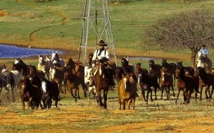 Fondo de pantalla de Fondo de pantalla manada de caballos