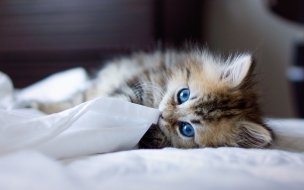 Fondo de pantalla de Gatito tierno en 4K: fondo de pantalla HD alta calidad