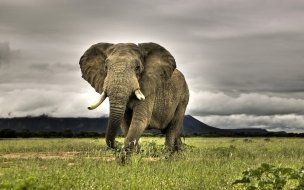 Fondo de pantalla de Fondo de pantalla elefante huyendo