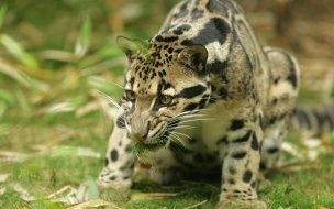 Fondo de pantalla de Leopardo nublado en la selva, fondo 4K de alta calidad.