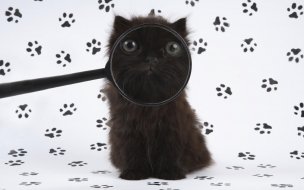 Fondo de pantalla de Gatito curioso en alta calidad para fondo de pantalla 4K