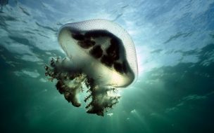 Fondo de pantalla de Fondo de pantalla medusa