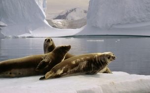 Fondo de pantalla de Fondo de pantalla lobos en la antartida