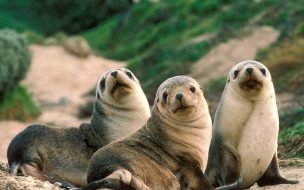 Fondo de pantalla de Fondo de pantalla lobos marinos