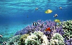 Fondo de pantalla de Fondo de pantalla arrecife