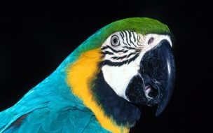 Fondo de pantalla de Fondo de pantalla loro atento