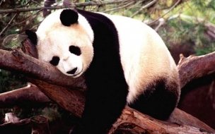 Fondo de pantalla de Fondo de Oso Durmiendo