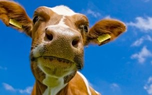 Fondo de pantalla de Fondo de pantalla cabeza de vaca