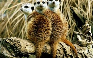 Fondo de pantalla de Fondo de pantalla lemurs en tronco