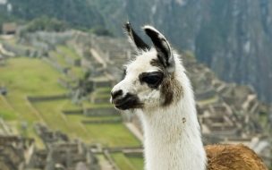 Fondo de pantalla de Fondo de pantalla llama observando