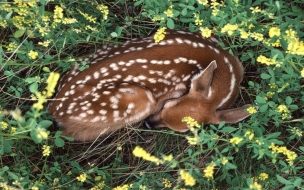 Fondo de pantalla de Fondo de pantalla venado durmiendo