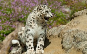 Fondo de pantalla de Leopardo de las nieves en roca: wallpaper 4K calidad máxima