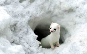 Fondo de pantalla de Little cute animal wallpapers