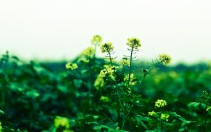 Fondo de pantalla de Fondo de pantalla campo