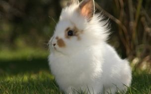 Fondo de pantalla de Fondo de pantalla conejo tierno