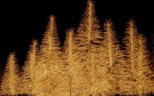 Fondo de pantalla de Fondos de Pantalla Arboles de Navidad Luminosos