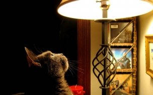 Fondo de pantalla de Gato curioso bajo lámpara 4K alta calidad wallpaper