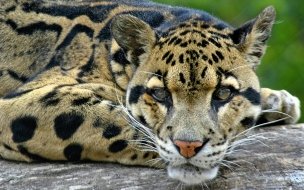 Fondo de pantalla de Leopardo nebuloso en descanso - Wallpaper 4K alta calidad